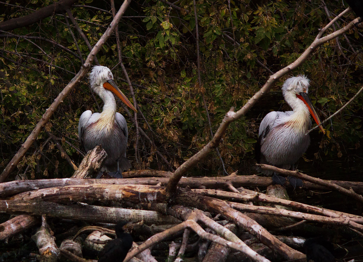 Два пеликана
