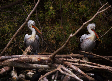 Два пеликана