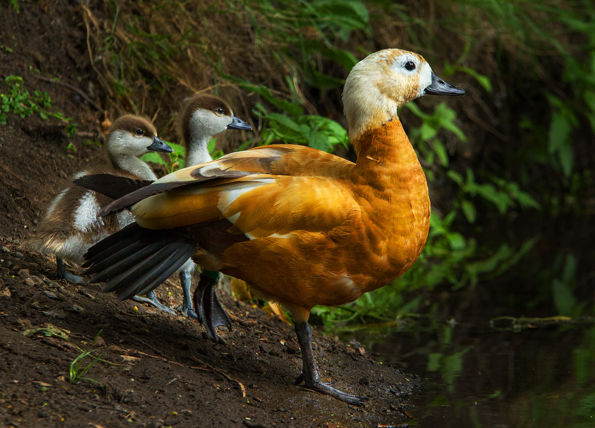 Утиная семья