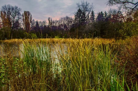 Шумел камыш, деревья гнулись...
