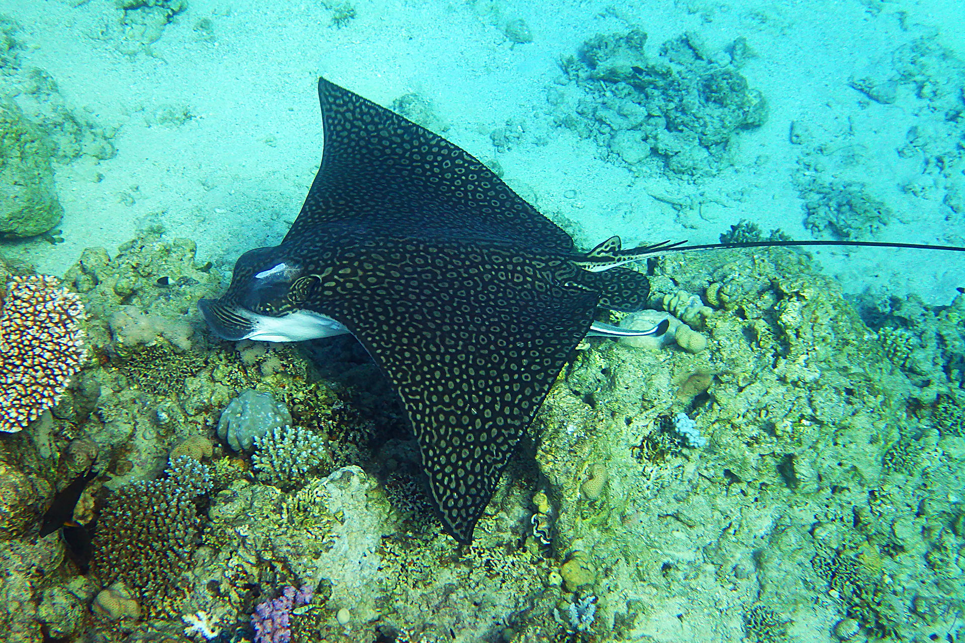 Пятнистый орляк