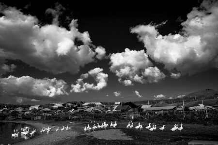 Гуси-облака