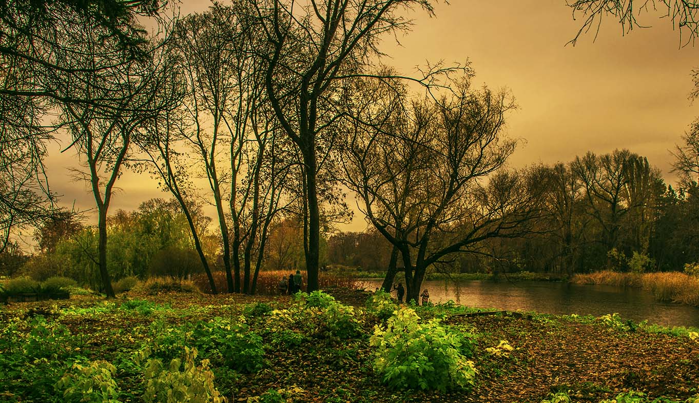 Лесное озеро на закате