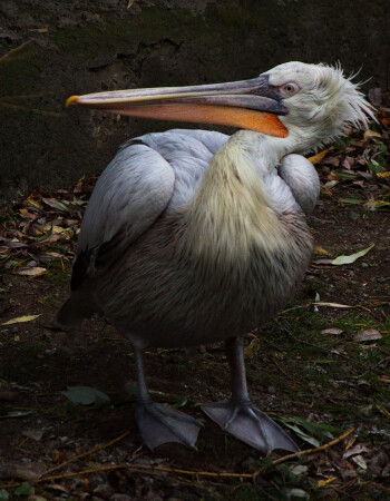 Живописный пеликан