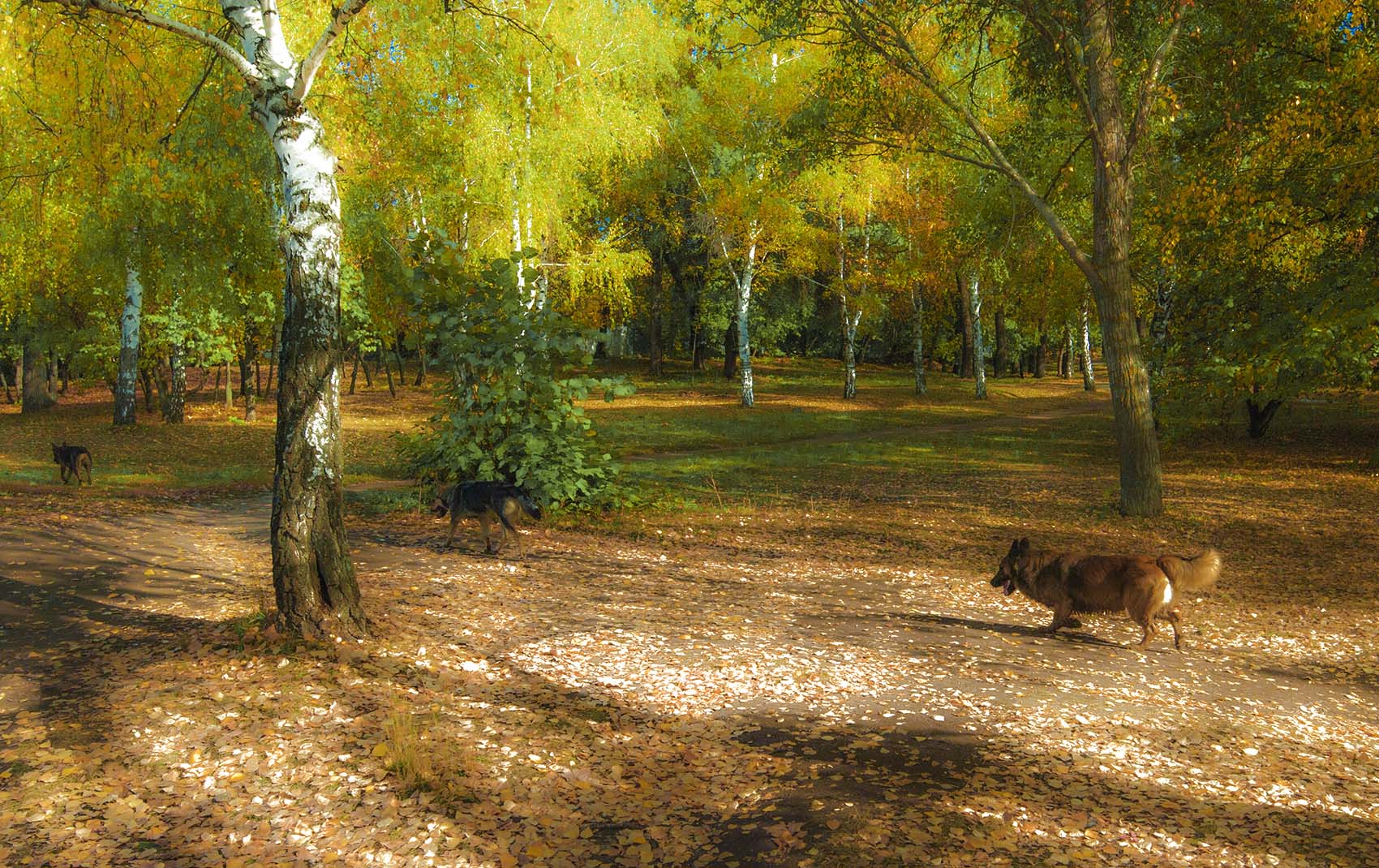 Берёзовый лес