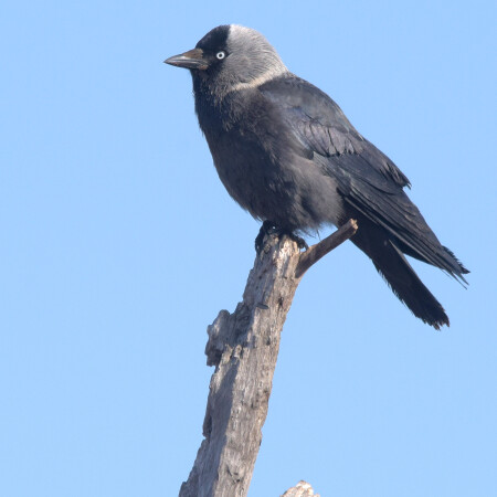 Весенняя галка