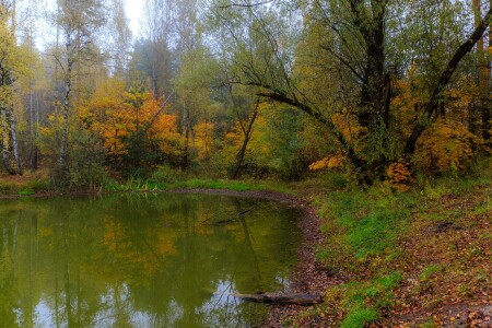 Озеро лесное