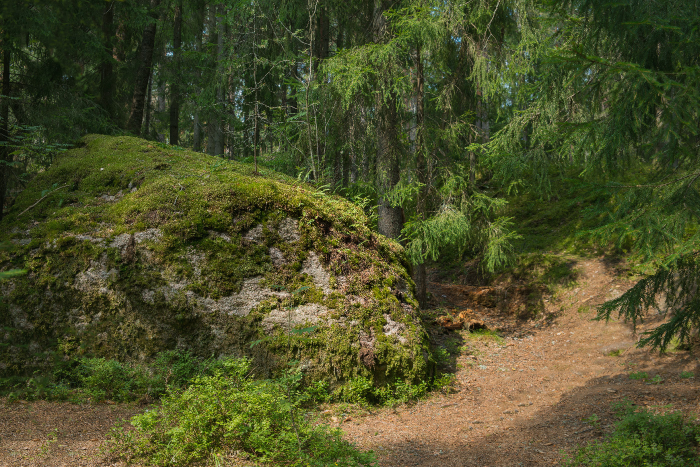 Солнечный Карельский лес
