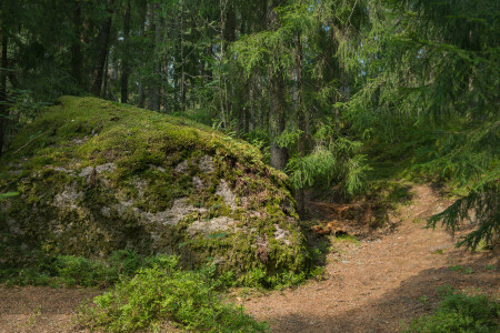 Солнечный Карельский лес