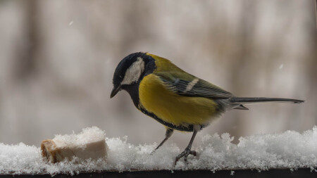 Сало будешь? 