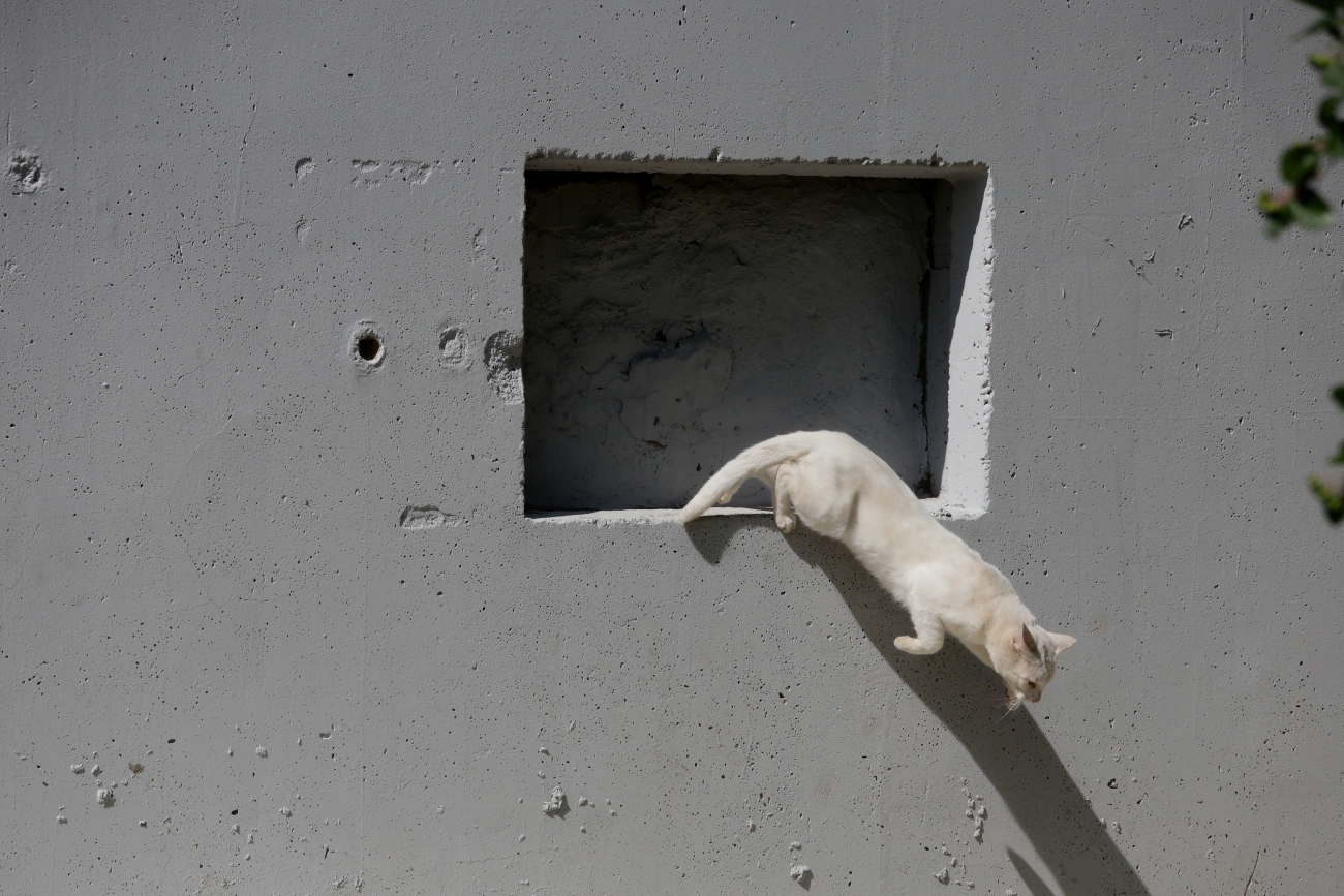 сбежавшая картина