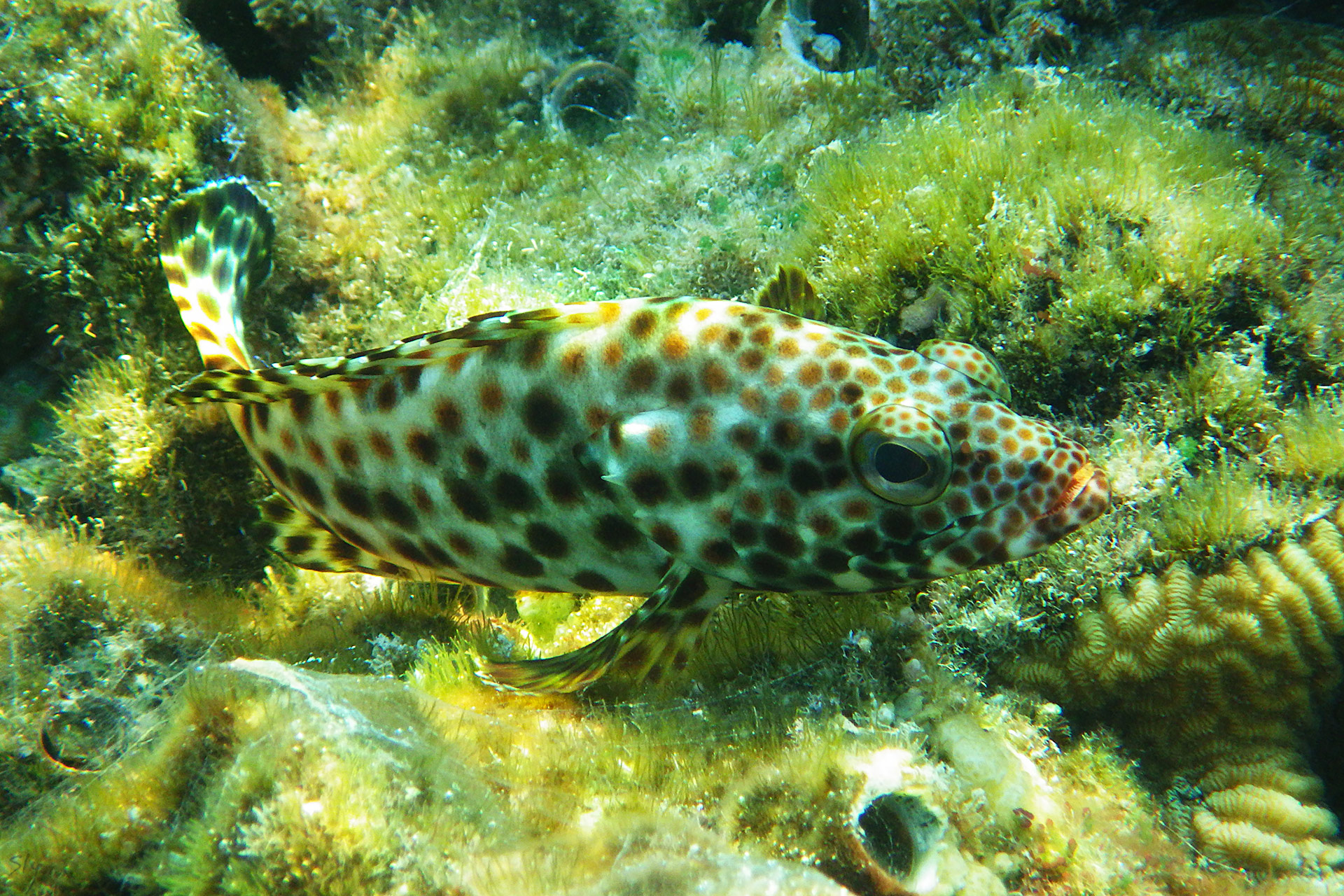 Групер-таувина