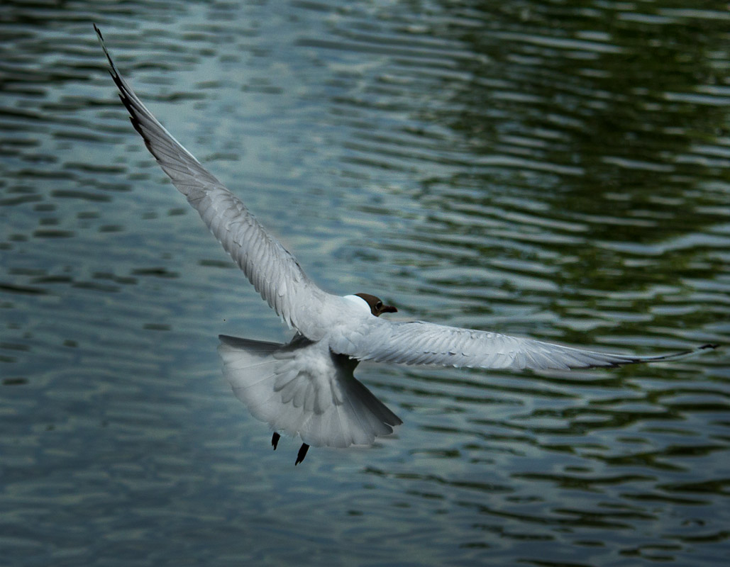 Навстречу мечте