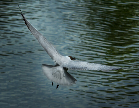 Навстречу мечте