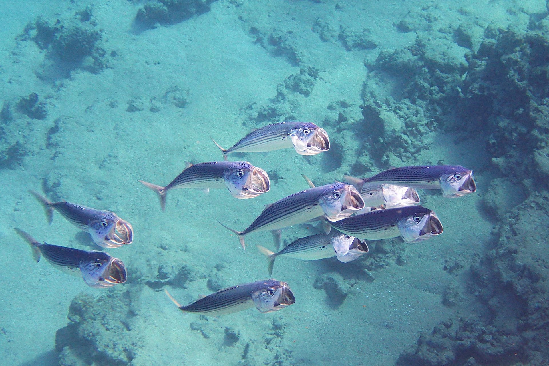 Хор Пятницкого