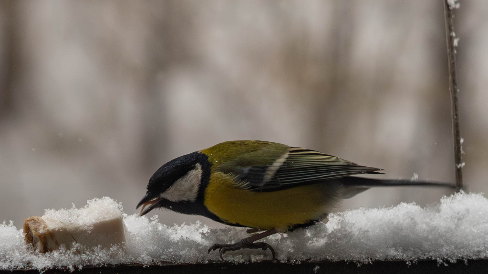 вот вам язык!