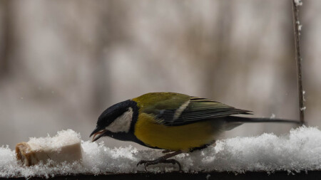 вот вам язык!