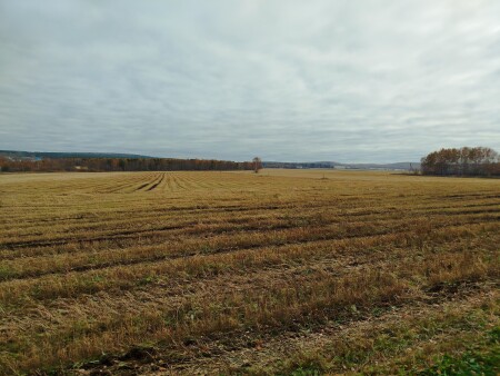 Осеннее поле