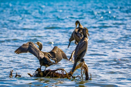 Воздушные процедуры