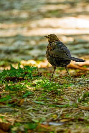 Самка черного дрозда
