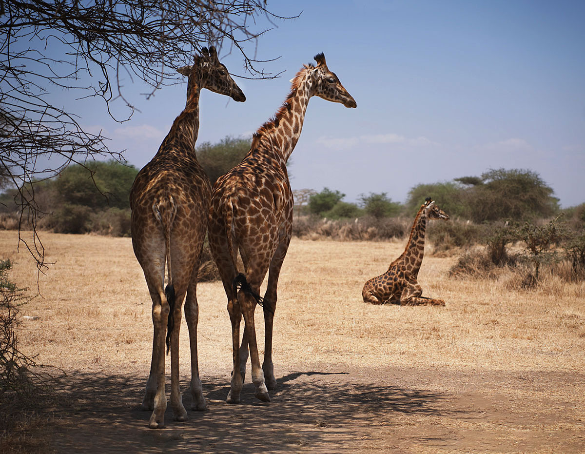 Жирафы в Serval Wildlife , Танзания.