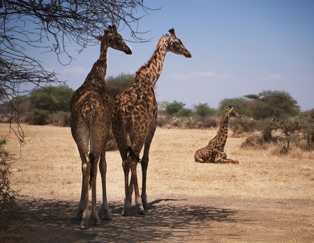 Жирафы в Serval Wildlife , Танзания.