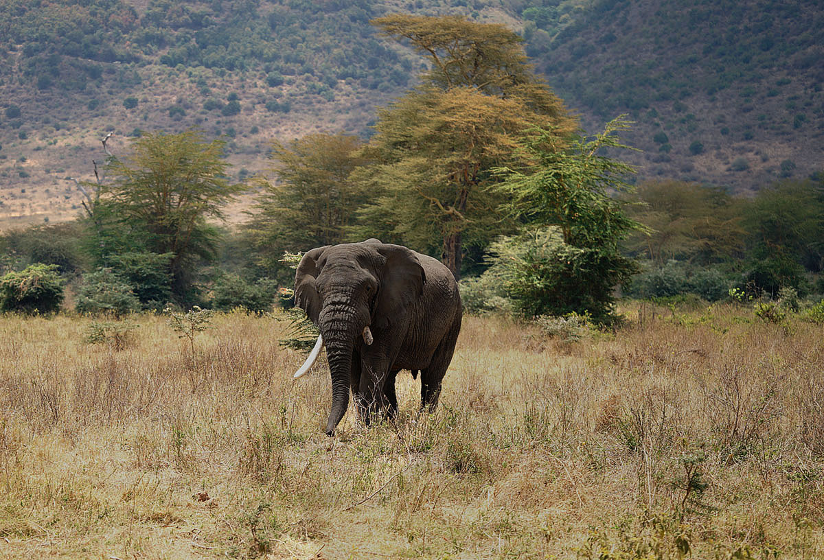 Слон в парке Нгоронгоро. Танзания, октябрь 2025 г.
