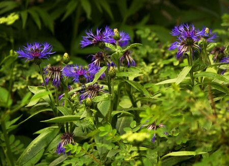 яркие васильки