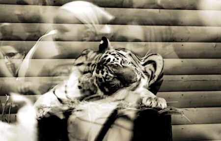 вкусный сон