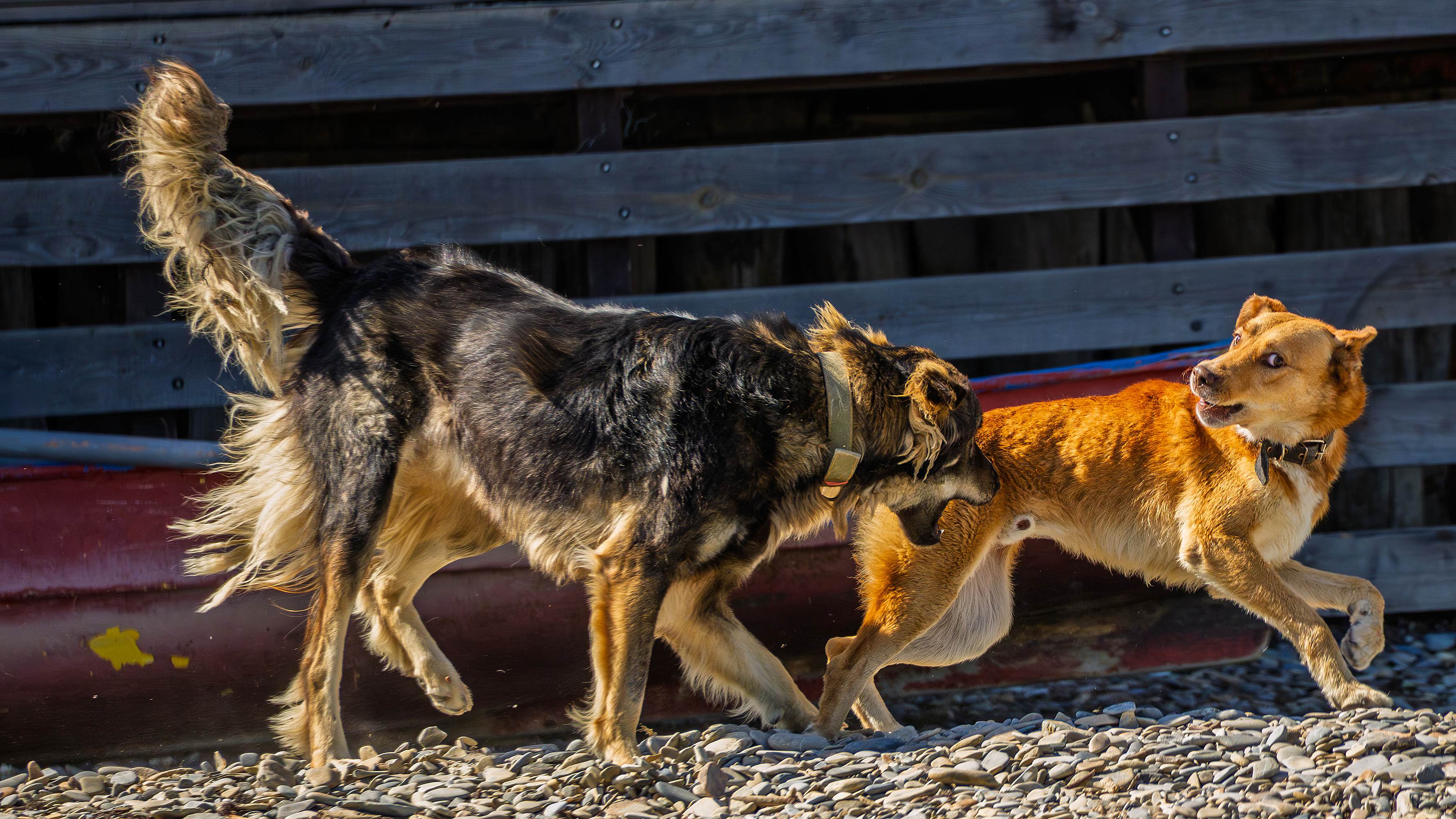 Черный и рыжий