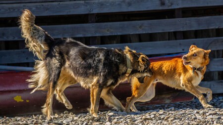 Черный и рыжий