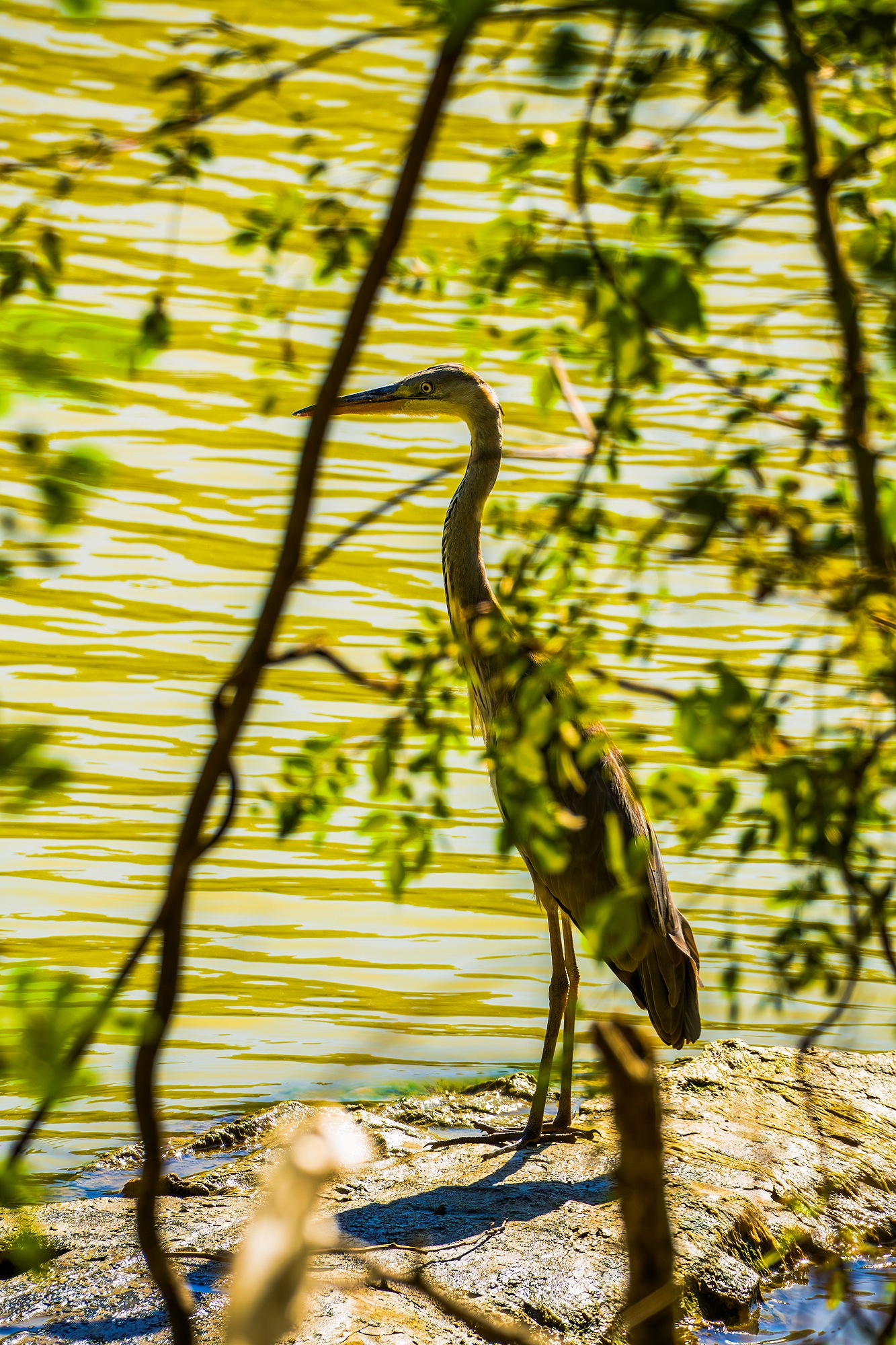 Серая цапля