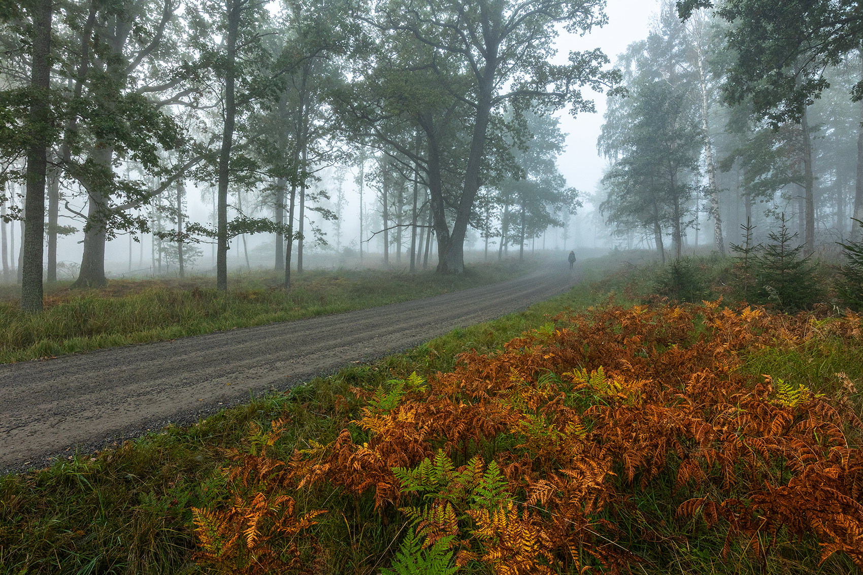 Осеннее утро