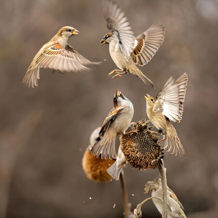 Сидим,прыгаем,взлетаем...