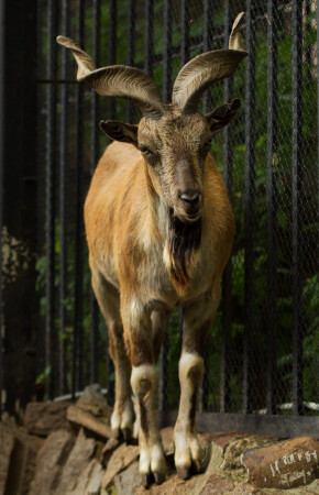 Гордый козёл