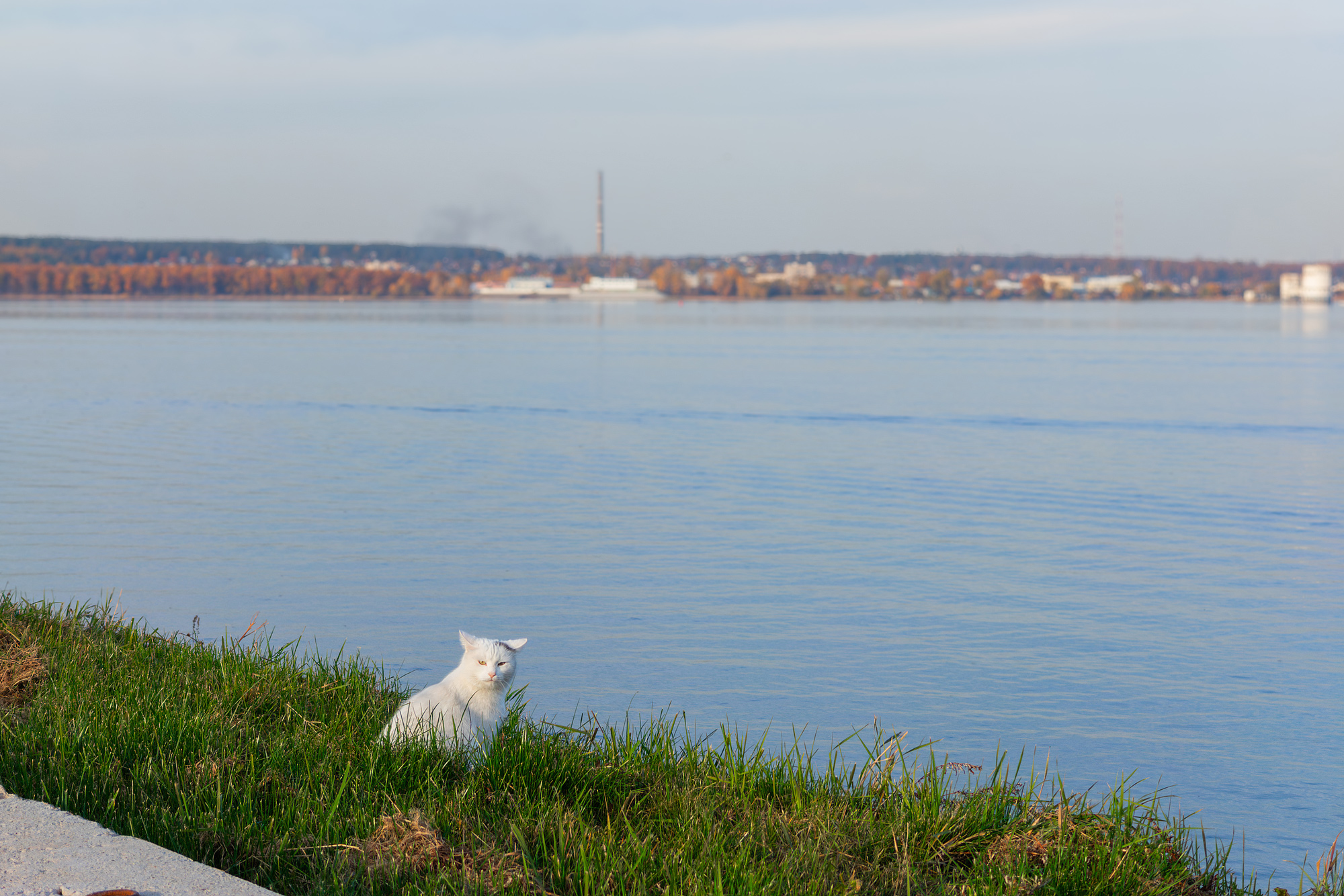 Кот созерцательный, домашний)