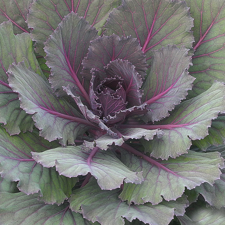 Без названия...