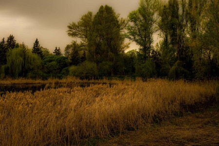 Осенний камыш