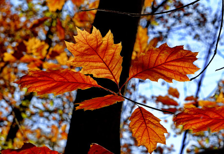 Краски осени.