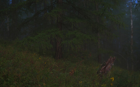 Утро туманное