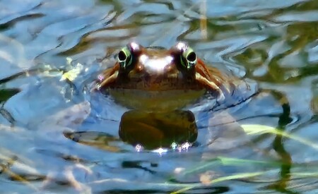 Царевна лягушка