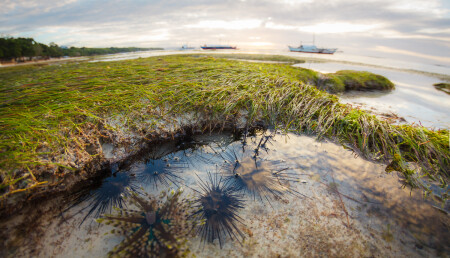 На отливе...