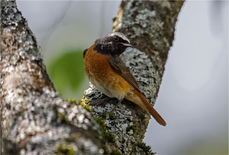 Горихвостка