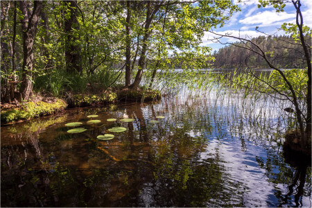 Тихая заводь