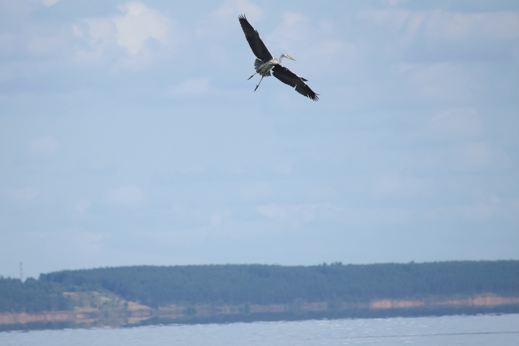 Цапля пикирует за рыбой на Волге.