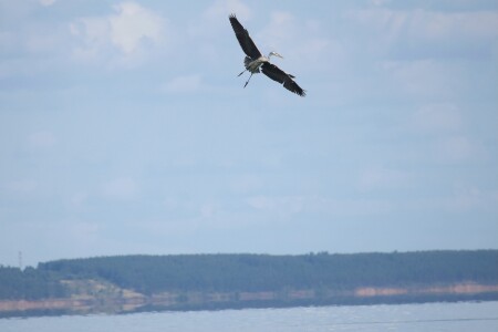 Цапля пикирует за рыбой на Волге.