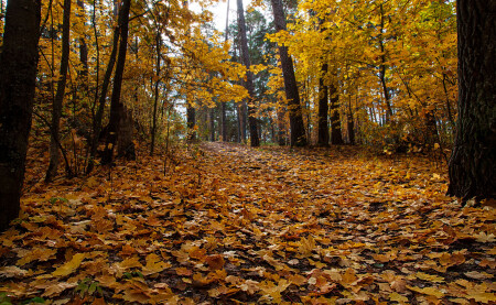 Осень листьями шурша...