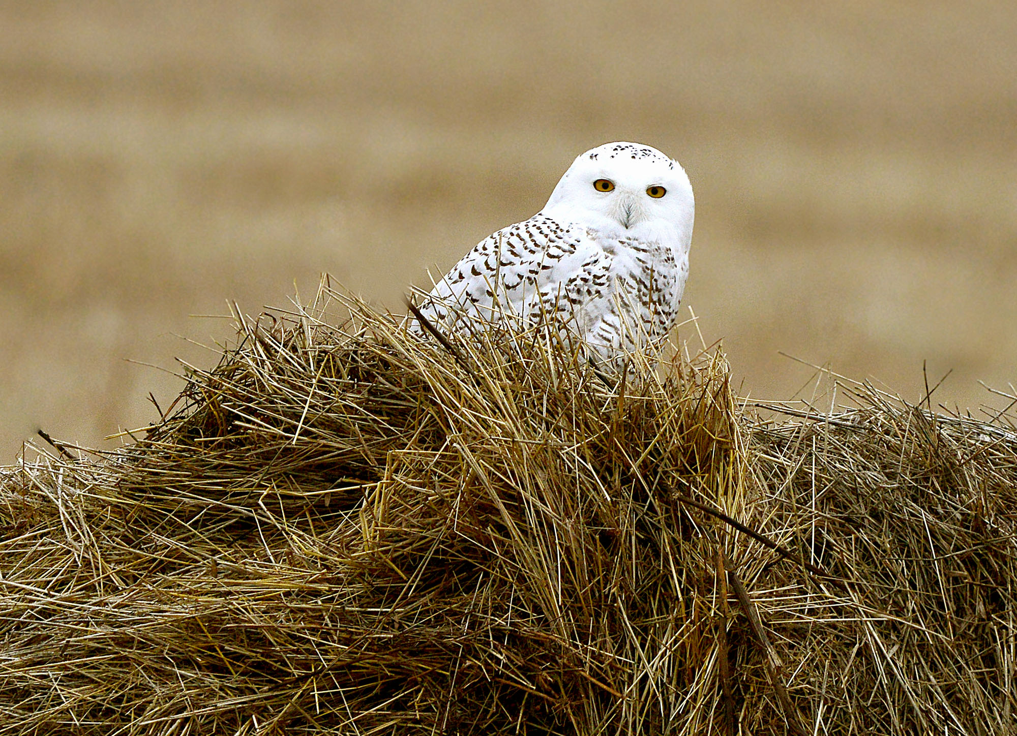 Полярная гостья