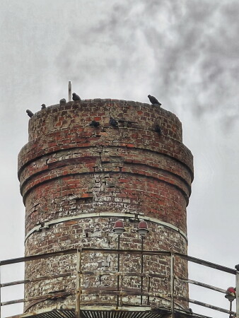 вороны-москвички греются в бане