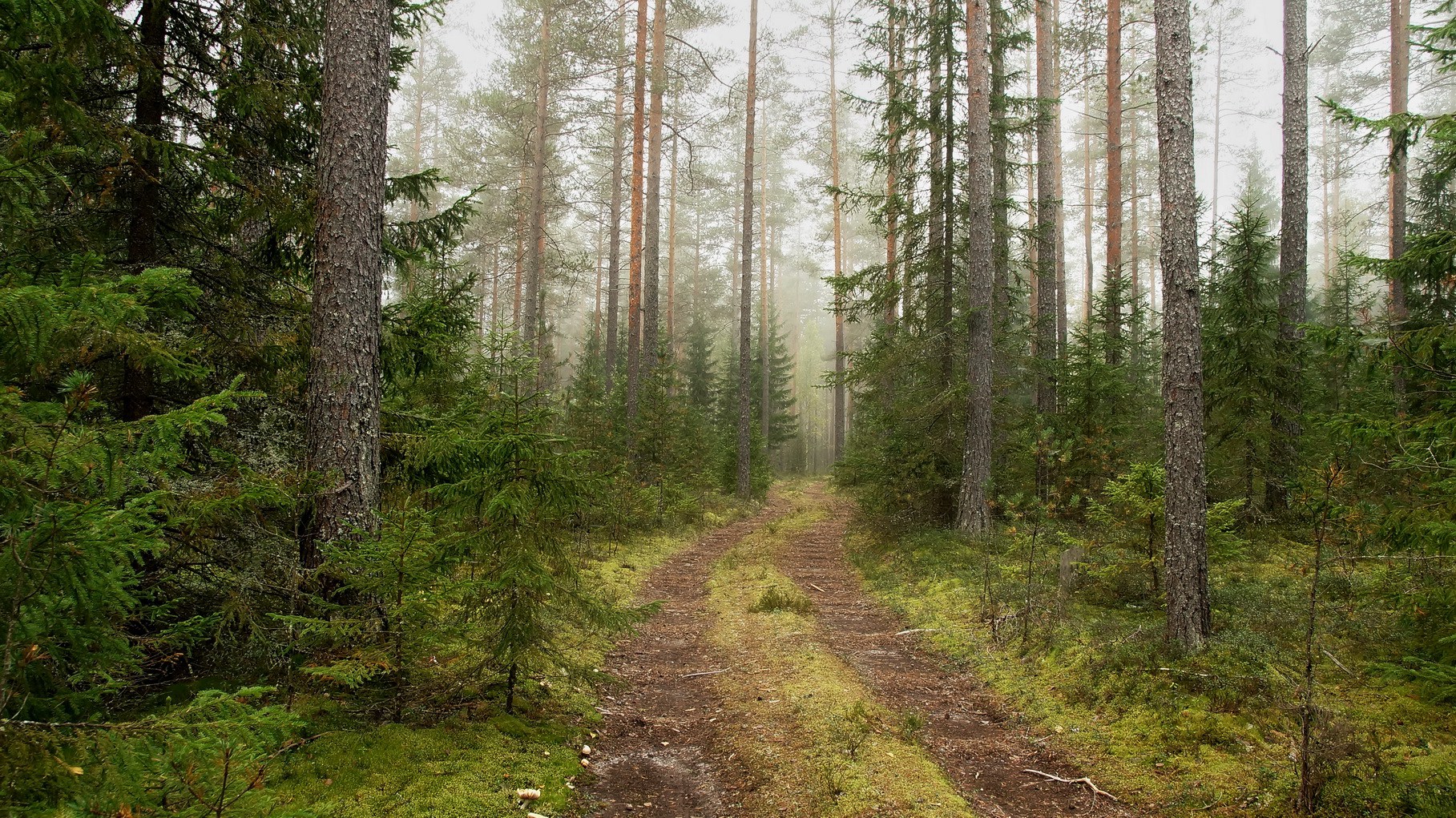 Осенний лес
